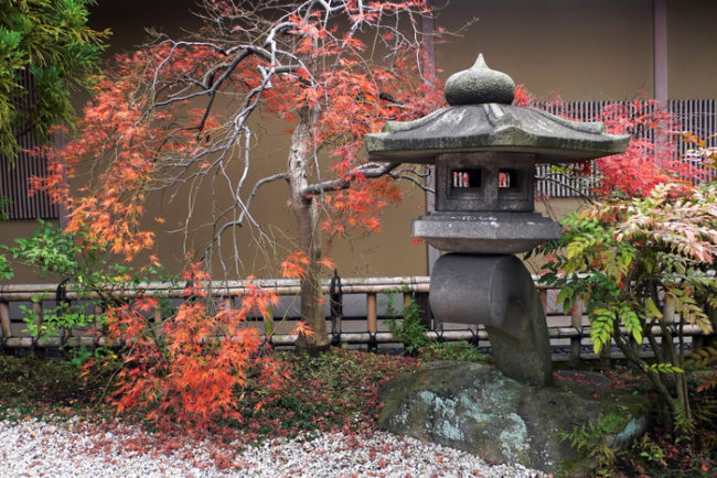 japanese lantern and autumnal maple tree - momiji, in traditional style stone-garden, Tokyo Japan